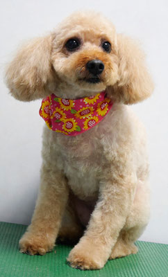 清藤チョコちゃん