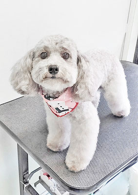 田中ロビンちゃん