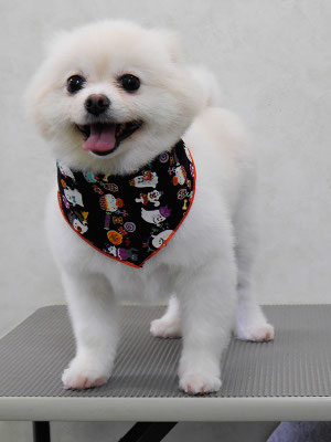 森崎ピュアちゃん