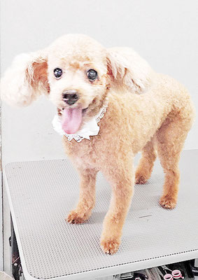 中野こむぎちゃん