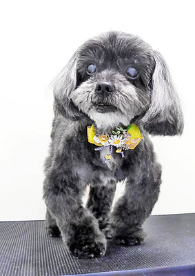 八郷ベンちゃん