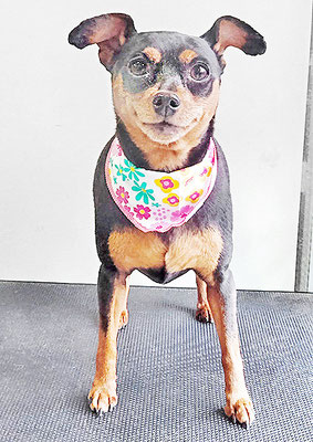 宮下フランちゃん