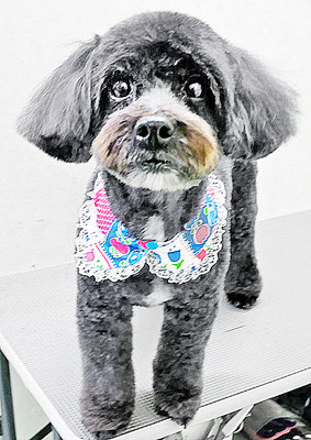 國島ぷーちんちゃん