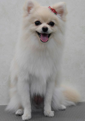 千葉チビちゃん