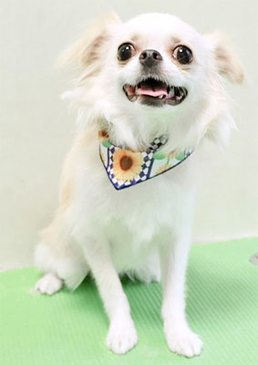 田中リンちゃん