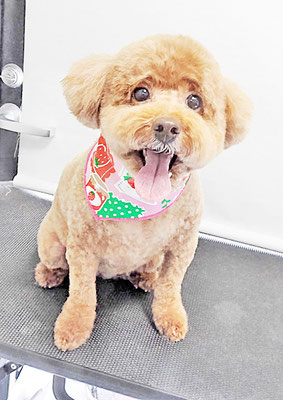 木村プリンちゃん