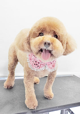 木村プリンちゃん