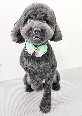 本坊ダノちゃん