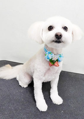 中山マルちゃん