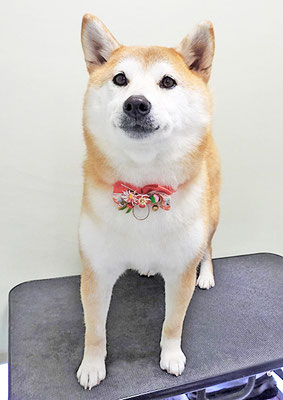 川﨑すももちゃん