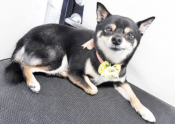 中尾あんずちゃん