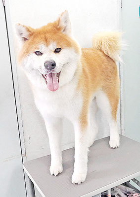 姶良カイちゃん