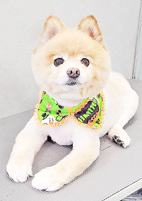 中間小次郎ちゃん