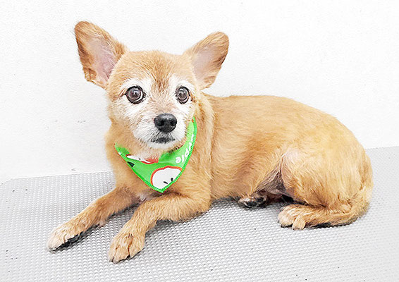 助村ルウちゃん