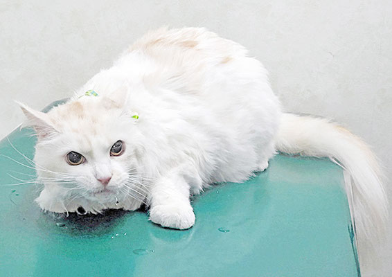 谷口シャルロットちゃん