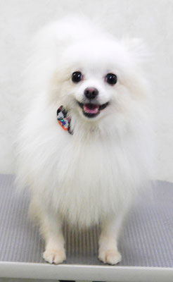 小林ヒメちゃん