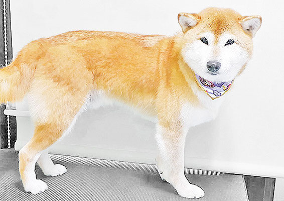姶良レンちゃん