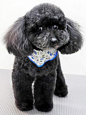 藤村スピナちゃん