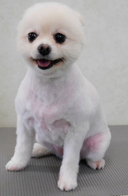 森崎ピュアちゃん