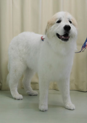 田代メイちゃん