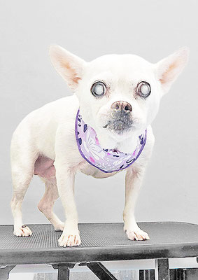 新山ランちゃん