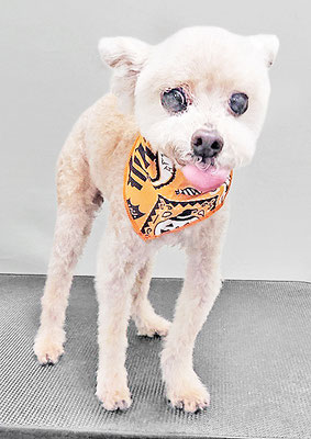 野口ティガちゃん