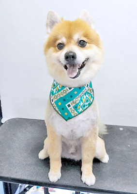 皆元シュワちゃん