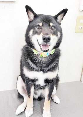 貴島ボタンちゃん