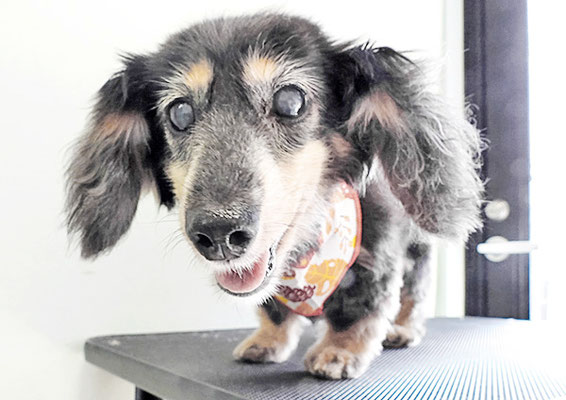 谷口チョコちゃん