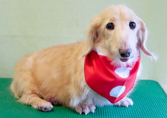 鳥越ハッピーちゃん