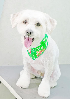 岡世マルちゃん