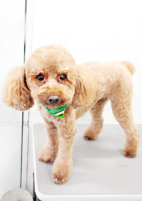 寺園チョコちゃん