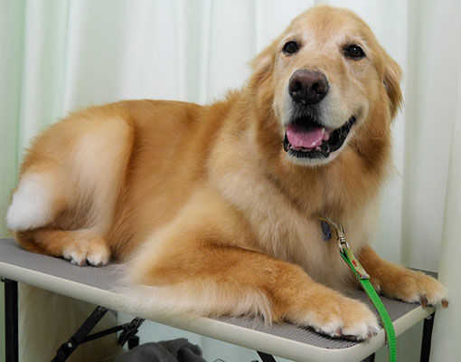 園田ファミレちゃん