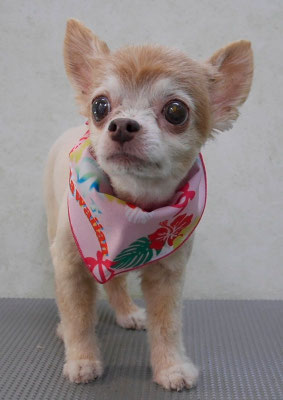 江上ベベちゃん