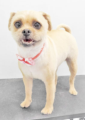 徳田きなこちゃん