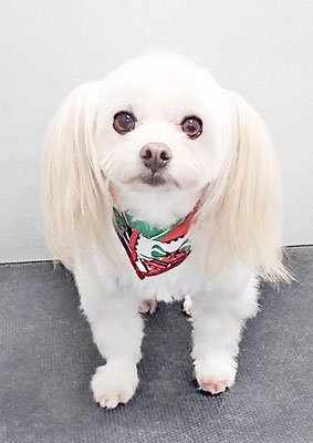 大脇ココアちゃん