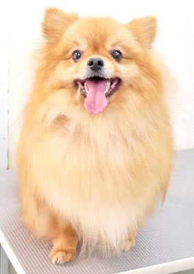 大井ポンタちゃん