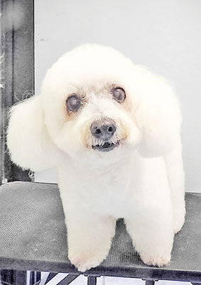 吉本ラピスちゃん