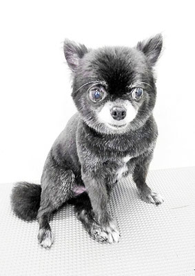 森崎シロちゃん