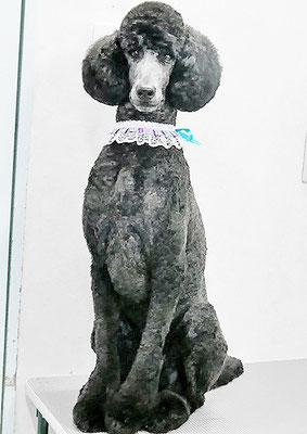 中野小豆ちゃん