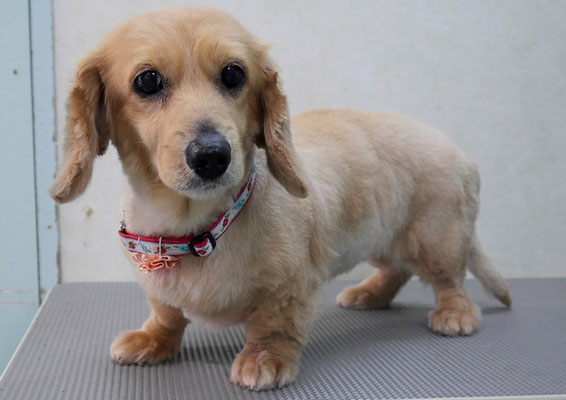 西山アニーちゃん