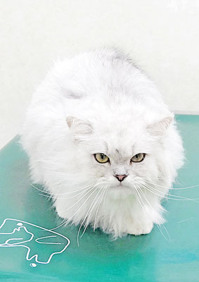 福永マロちゃん