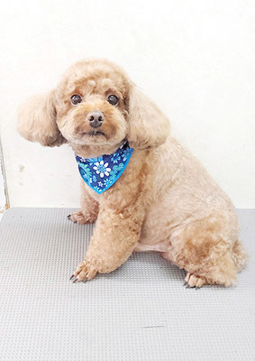 新屋敷コウちゃん