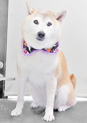 川﨑すももちゃん