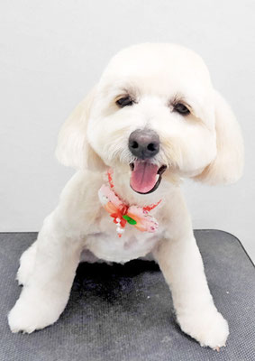 中川アロハちゃん