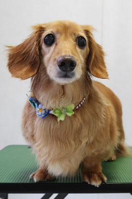 津曲パンちゃん