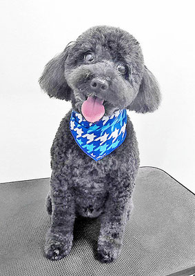 本坊ダノちゃん