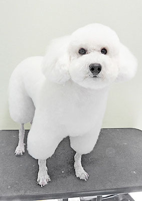 寳來エルフィちゃん