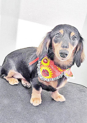 馬ラッキーちゃん