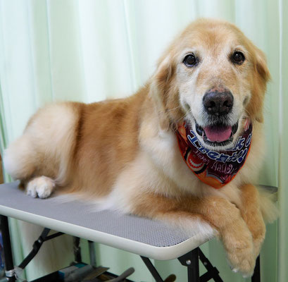 園田ファミレちゃん